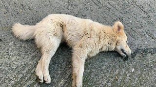 Νάουσα: Σκότωσαν ζώα με φόλες