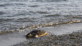 Θεσσαλονίκη: Νεκρή καρέτα-καρέτα στην παραλία της Καλαμαριάς