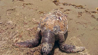 Καρέτα-Καρέτα ανασύρθηκε νεκρή στην Καβάλα