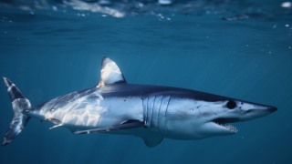 Τι βρέθηκε στο στομάχι του καρχαρία που έφαγε 23χρονο τουρίστα