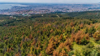 Φόβοι για ολοκληρωτική καταστροφή στο Σέιχ Σου από φλοιοφάγα έντομα