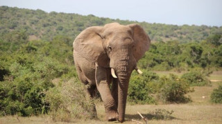Κατακραυγή στην Ινδία για ελεφαντίνα που πέθανε τρώγοντας ανανά με κροτίδα