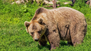 Απίστευτο: Επίθεση αρκούδας σε νεαρό, σώθηκε από τα σκυλιά του