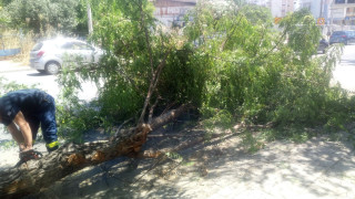 Δέντρο έπεσε στη Γεωργίου Παπανδρέου