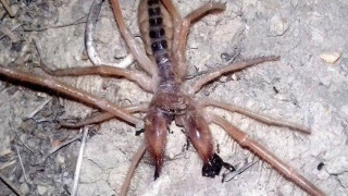 Η αράχνη «καμήλα» στα Τρίκαλα! (vid)