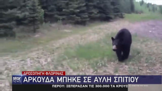 Φλώρινα: Βρήκε στο σπίτι του… αρκούδα να τρώει μούρα (vid)!