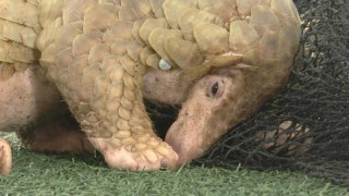 Η άποψη των ερευνητών για την προέλευση του Covid-19