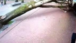 Γυναίκα γλίτωσε από τύχη... την πτώση δέντρου