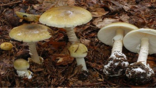 Δηλητηριώδη μανιτάρια στην Ελλάδα: Τι πρέπει να γνωρίζετε