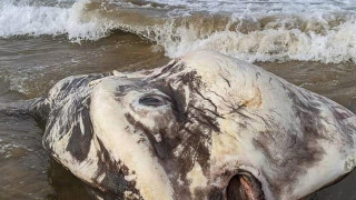 Εξωγήινο πλάσμα ξεβράστηκε στην ακτή αφήνοντας άφωνους τους τουρίστες