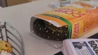 Δημητριακά με γεύση... πύθωνα! (video)