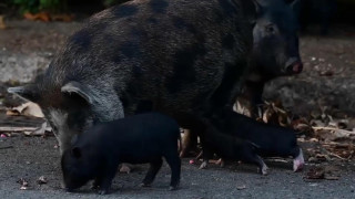 Εισβολή γουρουνιών προκαλεί κατάσταση έκτακτης ανάγκης στο Πουέρτο Ρίκο