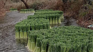 Δωροθέα Αλμωπίας: Ξεπλένουν τα πράσα στο ποτάμι πριν τα πάνε στις λαϊκές