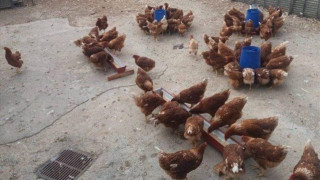 Η αλλαγή επαγγέλματος, μια διδακτορική διατριβή και τα αυγά με... φασκόμηλο