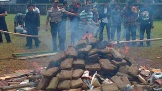 Έκαψαν τρεις τόνους κάνναβης και... μαστούρωσε ένα ολόκληρο χωριό!