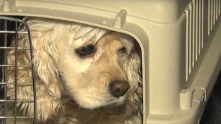 Κορωνοϊός: Σκύλος έκανε τεστ στη Νότια Κορέα