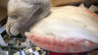 Δεκάδες φλαμίνγκο δηλητηριάστηκαν από μόλυβδο στη Χαλκιδική