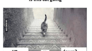 Γρίφος: Που πάει η γάτα; Πάνω ή κάτω; (pic)