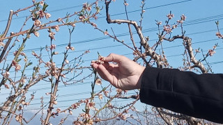 Νάουσα: Κραυγές αγωνίας από αγρότες