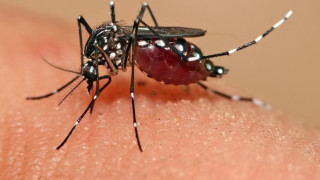 Θεσσαλονίκη: Τι θα γίνει φέτος με τα κουνούπια!