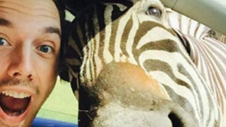 H viral selfie μίας ζέβρας! (pics)