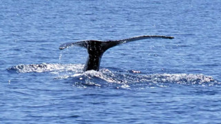 Χαλκιδική: «Τι τέρας είναι αυτό εδώ;» – Τεράστια φάλαινα εμφανίζεται μπροστά σε σκάφος