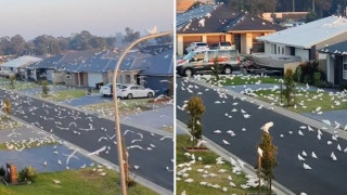 Απίστευτη εικόνα! «Επίθεση» πουλιών σε κατοικημένη περιοχή που θυμίζει... Χίτσκοκ!