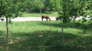Αλογο βγήκε βόλτα σε κεντρικό δρόμο της Λάρισας - Τα έχασαν οι κάτοικοι