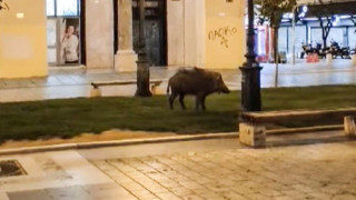 Πρόεδρος κυνηγετικού συλλόγου: «Τι πρέπει να κάνουμε με τα αγριογούρουνα»