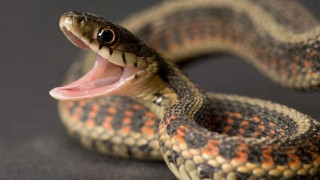 Ρωσίδα χορεύτρια την... πάτησε με φίδι-Ήθελε φωτογραφία για τα likes αλλά... (vid)