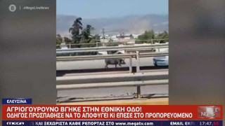 Σοβαρό τροχαίο στην Εθνική Οδό με ένα αγριογούρουνο