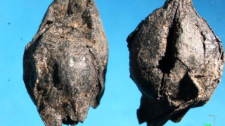 Θεσσαλονίκη: Πλιγούρι 4.000 ετών -Γιαννιτσά: Μεσολιθική μπύρα