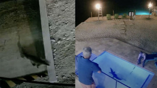 Βρήκαν έναν κροκόδειλο στην πισίνα του σπιτιού τους