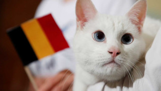 Euro 2020: Ο κουφός γάτος προβλέπει νίκη Βελγίου κόντρα στη Ρωσία