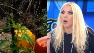 Συνελήφθη «παρατράγουδο» της Αννίτας Πάνια για καλλιέργεια κάνναβης στην Εύβοια