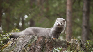 Καστοριά: Μινκ κολυμπούσαν... αμέριμνα στη λίμνη