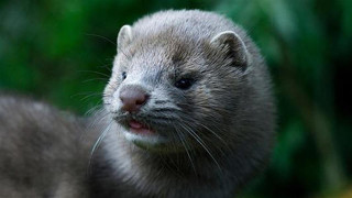 Κοζάνη: «Ούτε τα παράθυρα δεν μπορούμε να ανοίξουμε εξαιτίας των μινκ»!