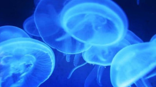 Χαλκιδική: Μόνο ο... Θεός Αίολος θα διώξει τις μέδουσες από τις παραλίες