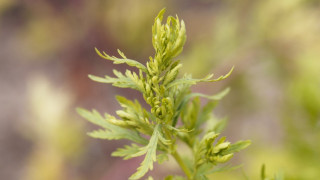 Κορωνοϊός: Το θεραπευτικό φυτό που μπορεί να εξουδετερώσει τον ιό