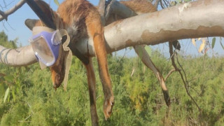 Κτηνωδία: Κρέμασαν νεκρή αλεπού με κομμένη ουρά σε δέντρο με μάσκα και αναπνευστήρα!
