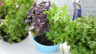 Με ποια φυτά θα διώξετε τα κουνούπια από το σπίτι σας!