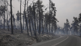 Φωτιές: Δύο προσαγωγές υπόπτων σε Κρυονέρι και Φωκίδα