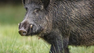 Κιλκίς: «Παλεύουν» με τα αγριογούρουνα οι κάτοικοι, έφτασαν τα 600.000 στην Ελλάδα