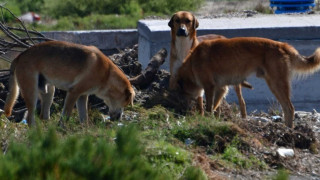 Κτηνωδία στη Χαλκιδική: Δηλητηρίασαν με φόλες 21 αδέσποτα σκυλιά