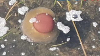 Μέδουσες σαν... αβγά μάτια στη Χαλκιδική