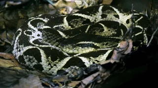 Δηλητήριο φιδιού από τη Βραζιλία... φάρμακο κατά του κορωνοϊού