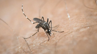 Ελλάδα: 19 νέα κρούσματα Ιού του Δυτικού Νείλου