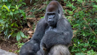 Εκατό άνδρες εναντίον ενός γορίλα: Το δίλημμα που απασχολεί το διαδίκτυο