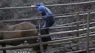 Απέδρασε από τις φυλακές 25χρονος που έκανε σεξ με άλογο