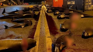 Απίστευτη κτηνωδία! σφαγιάστηκαν ακόμα 52 δελφίνια στα Νησιά Φερόε